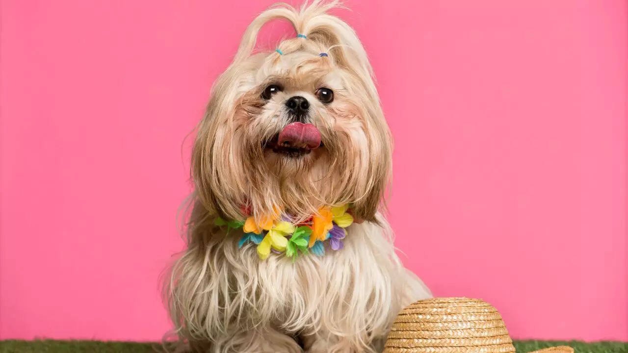 10 longest living dog breeds
