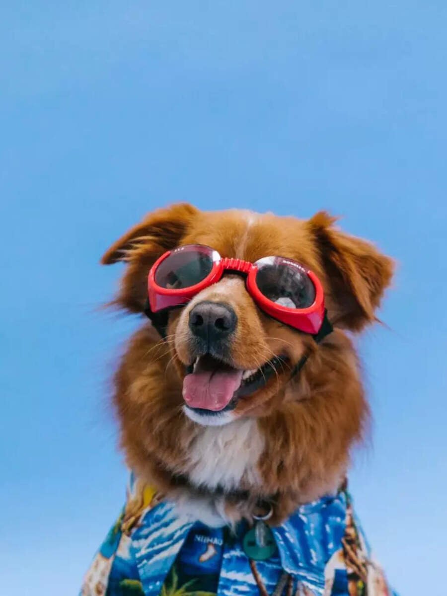 10 cute male dog names inspired by popular TV shows