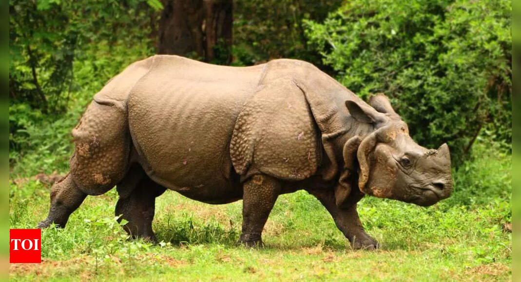 Can science revive dead rhinos? The answer may shock you |