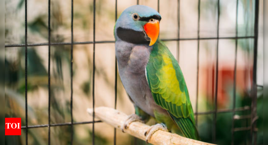7 beautiful parrots that cannot be kept as pets — Here’s why