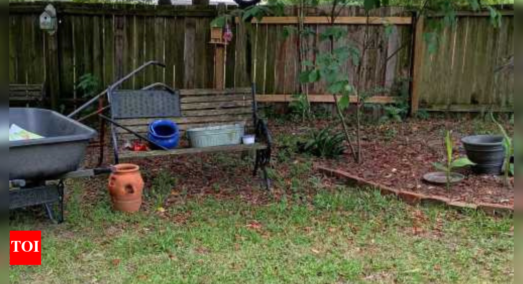 Optical Illusion: Only a real cat person can spot the cat in this picture
