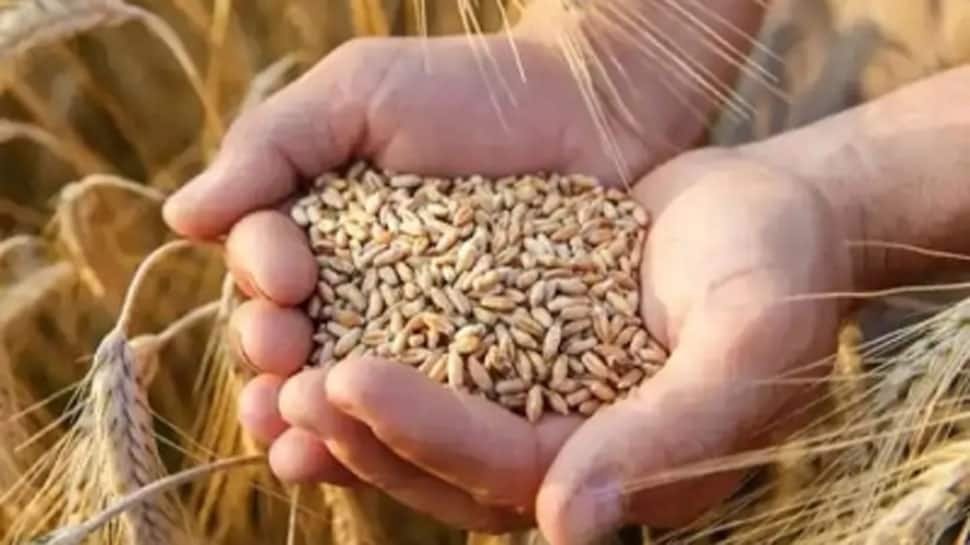 Govt Imposes Wheat Stock Limits On Traders To Keep Prices In Check | Economy News