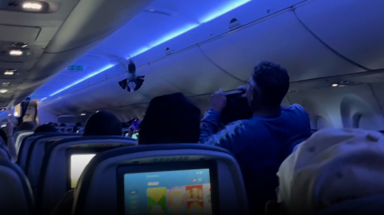 Pigeons delay Delta flight after flying around cabin, captured on video