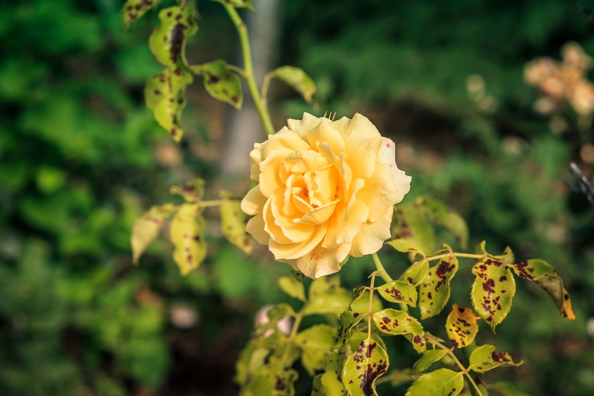 Black spot on rose leaves: Seven ways to treat it