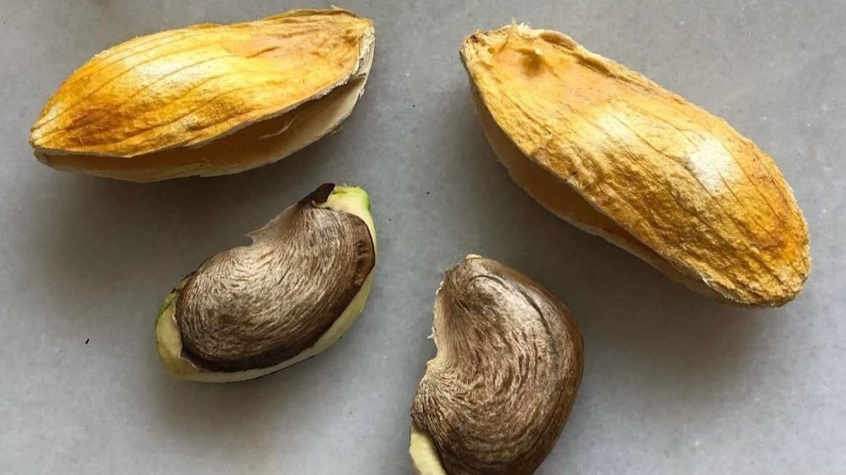 5 Benefits Of Mango Seeds For Skin, Hair, Weight Loss And More