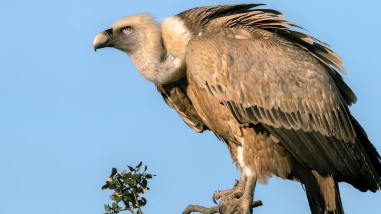 How One Drug Wiped Out 99% Of India’s Vultures In Less Than 20 Years