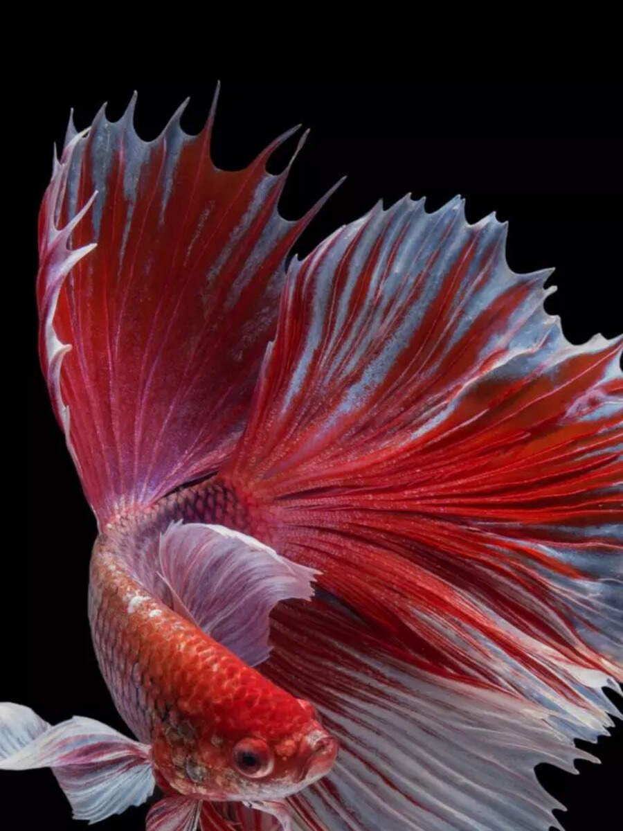 10 intelligent aquarium fish for beginners