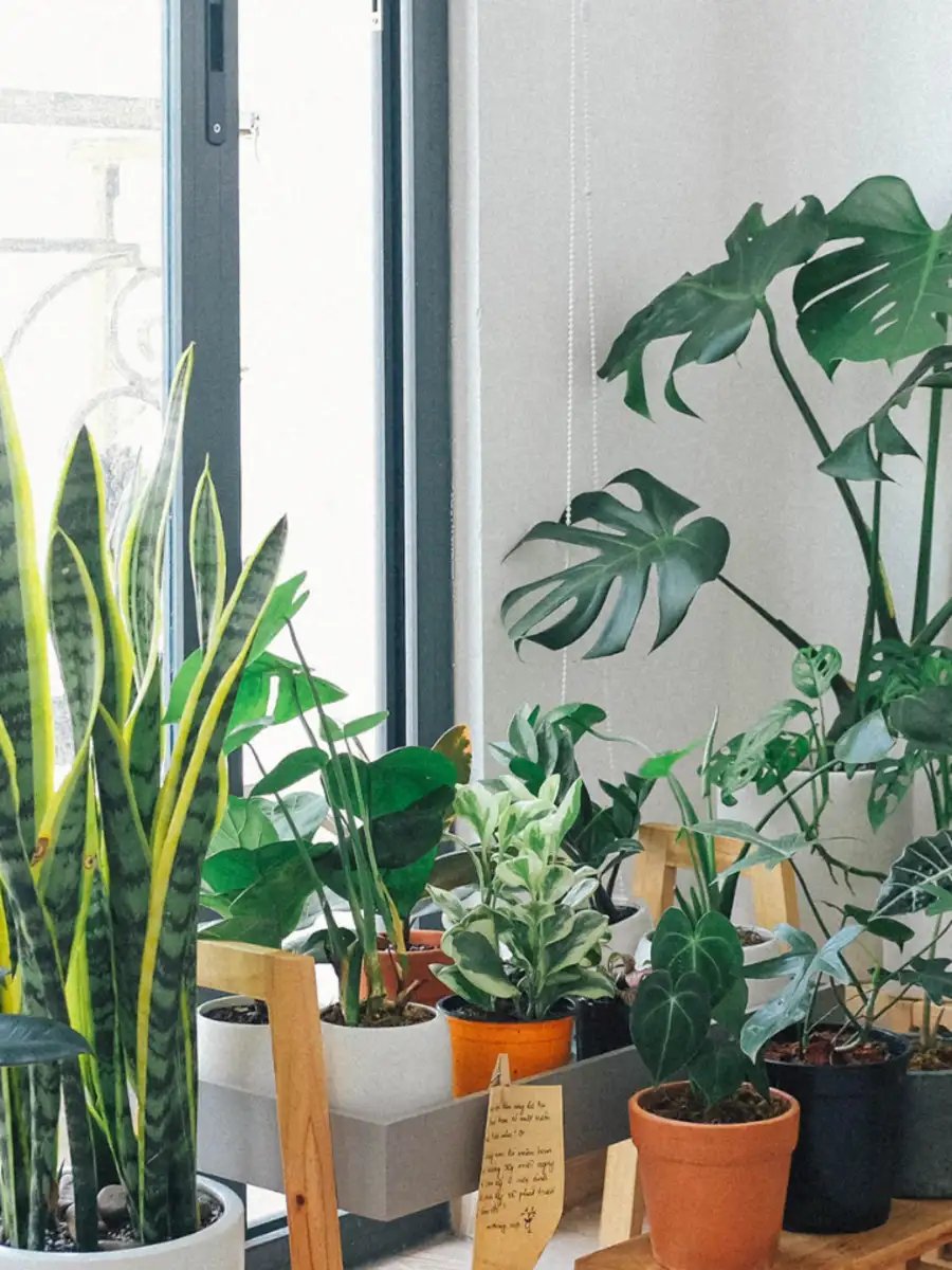 10 indoor plants that are considered to be positive and lucky for the home