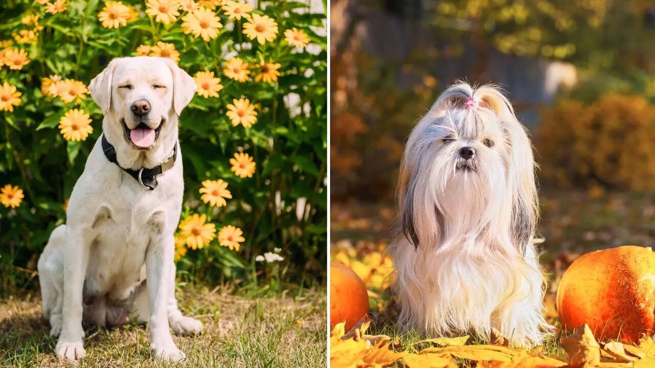 5 popular pet dog breeds by temperament-- Find your match