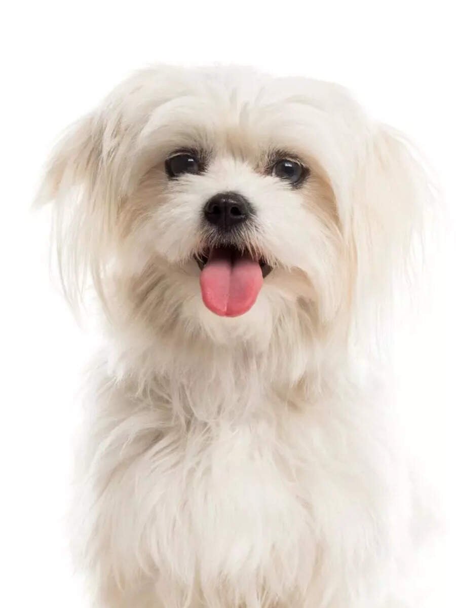 Top 10 'Hypoallergenic' pet dog breeds that don't shed much