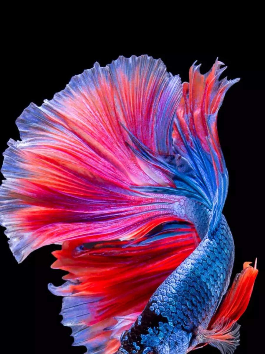 8 aquarium fish that are surprisingly super intelligent