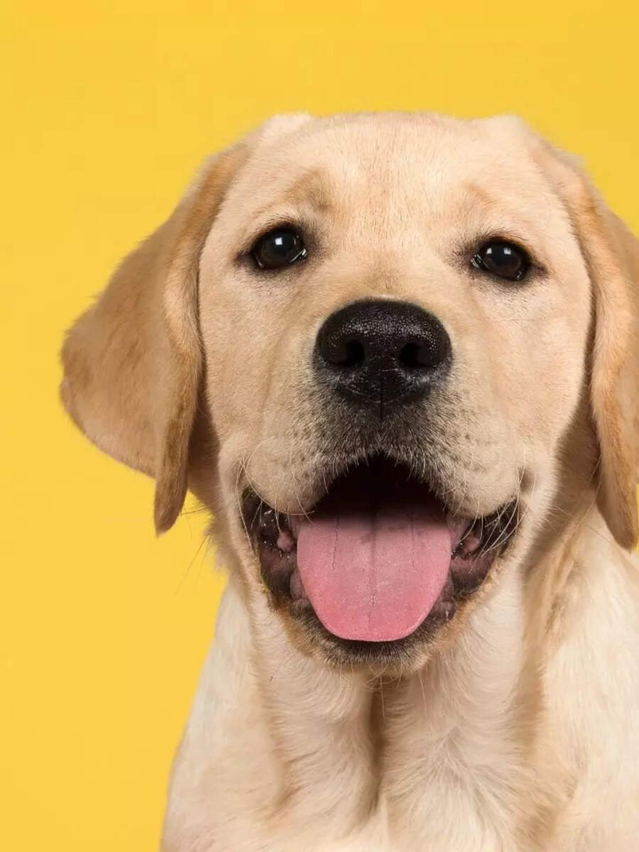 10 facts to know about Labrador Retrievers