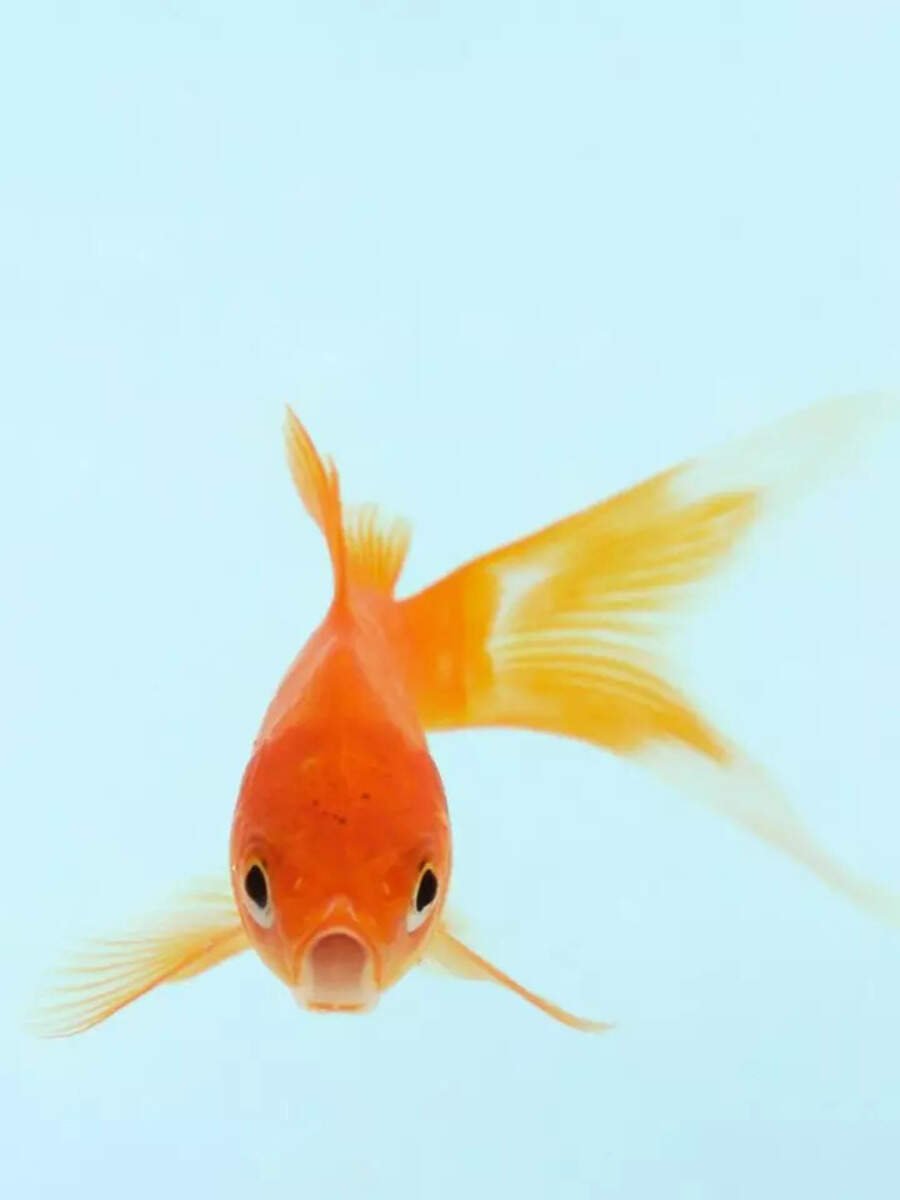 10 types of goldfish to have as pets in aquarium