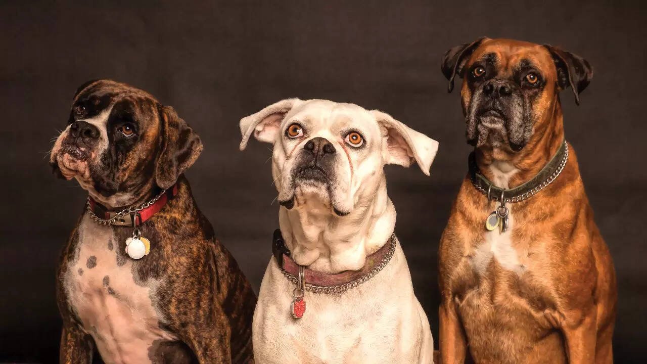 10 dog breeds with shortest lifespans