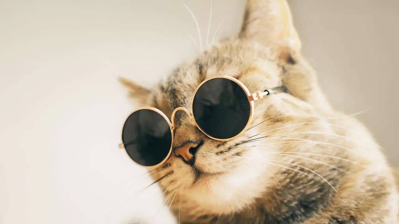 5 most expensive cat breeds in the world
