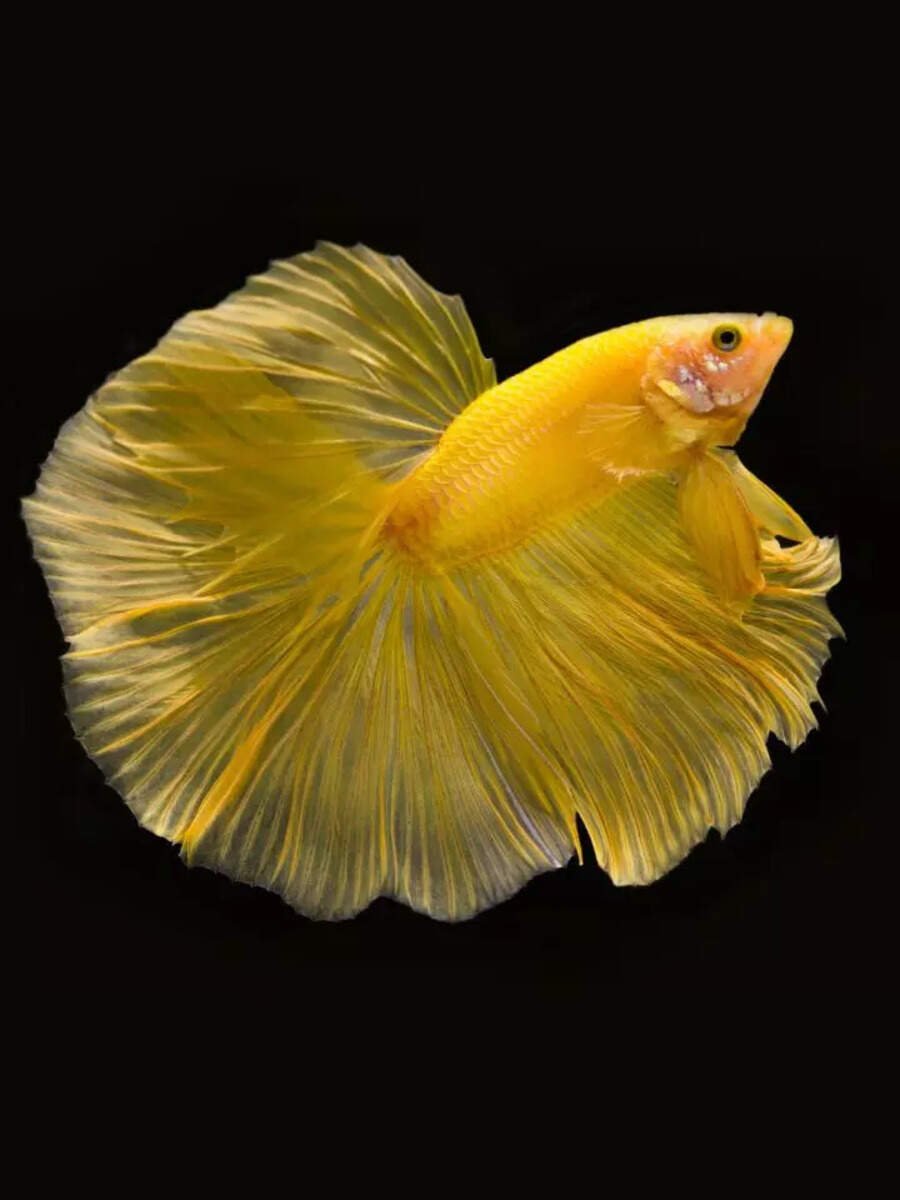 10 things to know before getting a pet Betta fish for aquarium