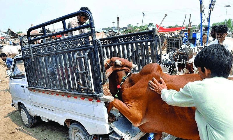 How we love and lost Bakra Eid