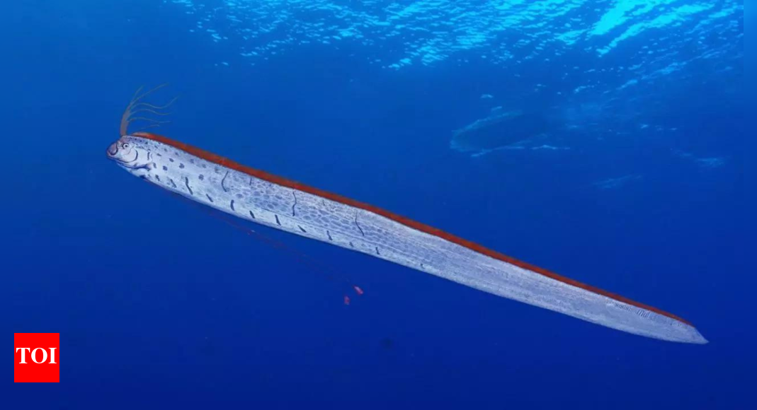 ‘Doomsday’ oarfish surfaces in Tasmania’s wild west coast