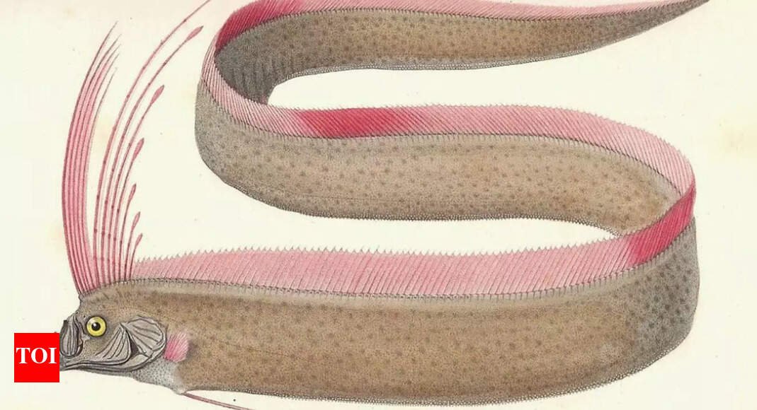 Is the ‘doomsday fish’ a real omen of disaster? Here's what scientists say |