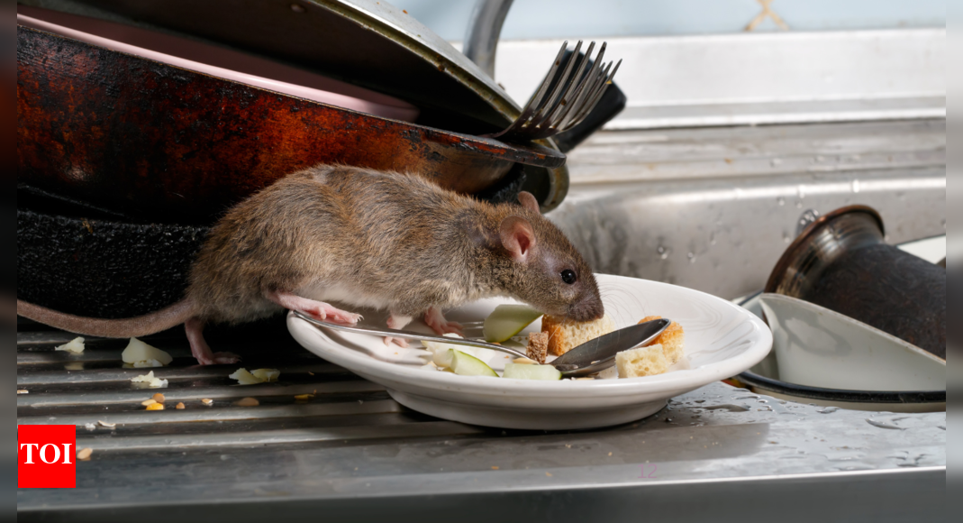 5 diseases caused by rats
