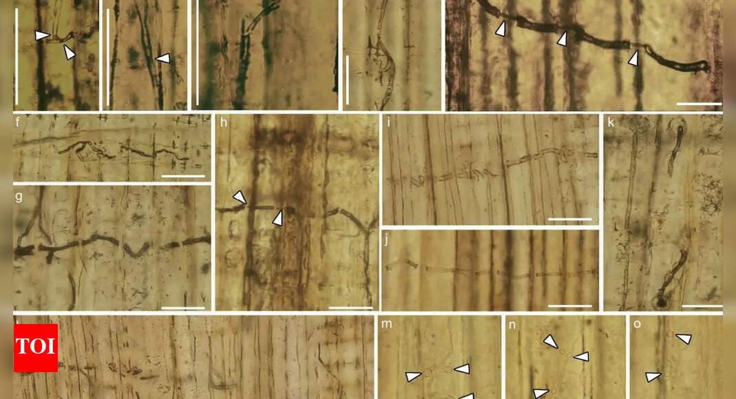 160-million-year-old blue-stain fungi in China found to be harmful to trees |