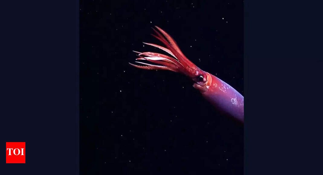 Rare blood-red squid captured alive for the first time off Antarctica on camera |
