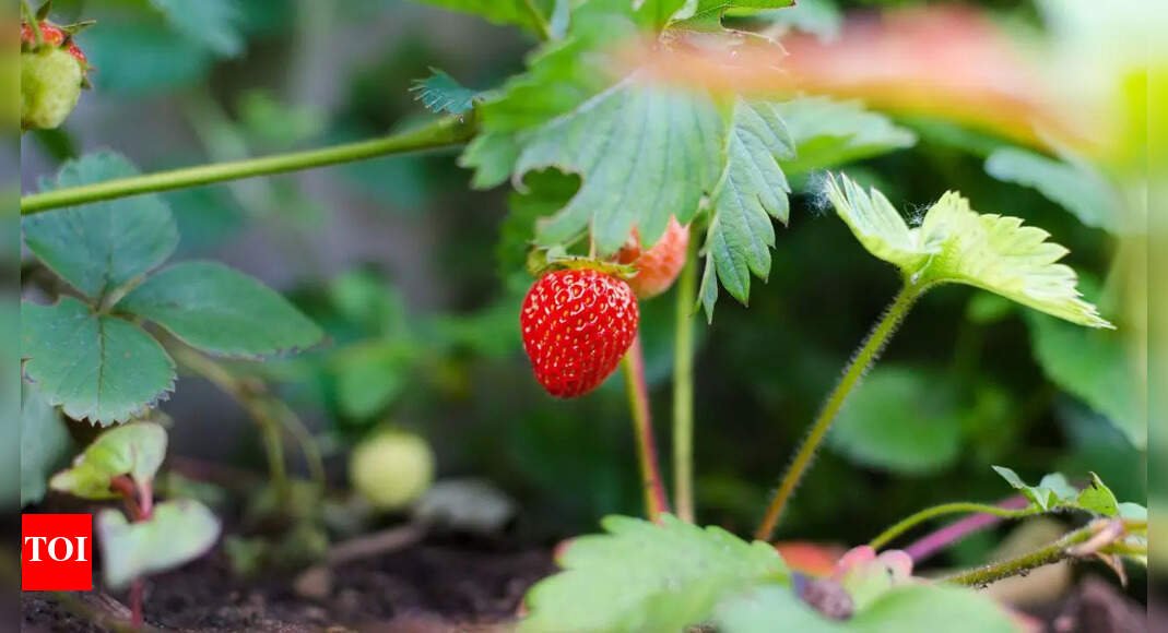 6 fast-growing fruits to plant now for a delicious summer treat |