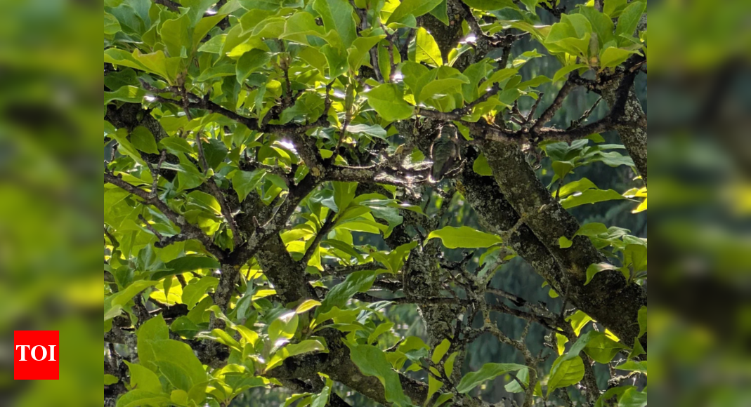 Optical illusion: Spot the hidden hummingbird in this serene forest scene |