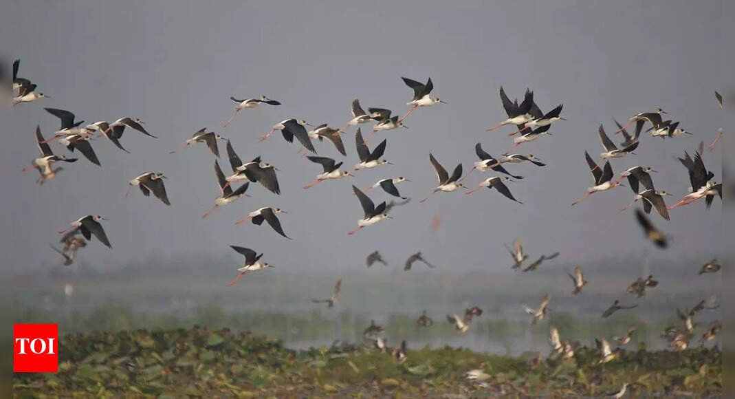 How do birds find their way during migration: A look at their navigation system |