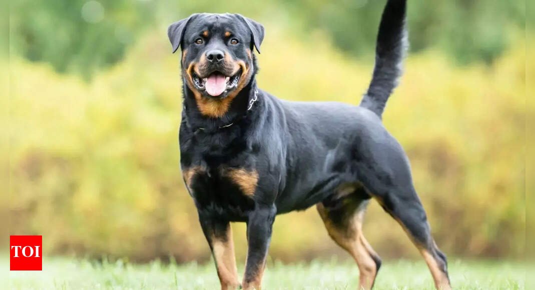 Dogs can warn humans of this quickly spreading disease, study reveals |