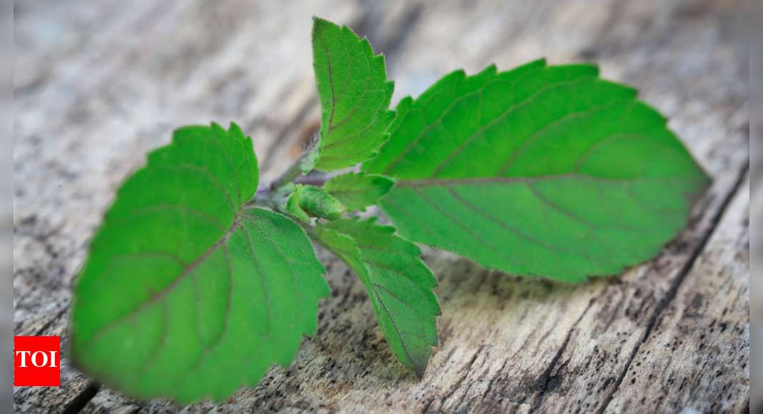 Eating 3 leaves of Tulsi plant can reduce cortisol levels in just 40 minutes