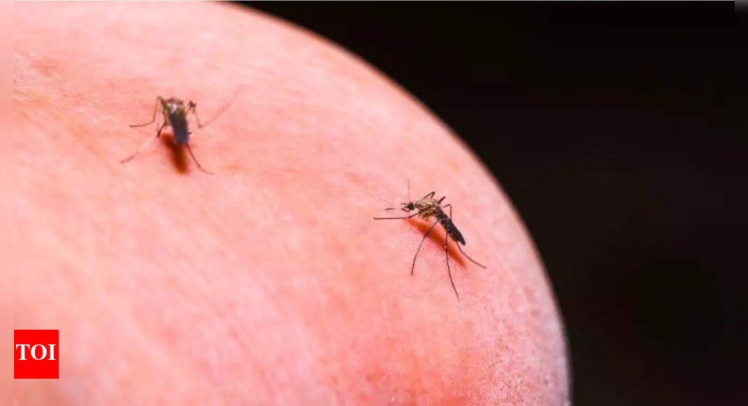 New drugs eliminate malaria in mosquitoes: Harvard team develops groundbreaking treatment for malaria spread |