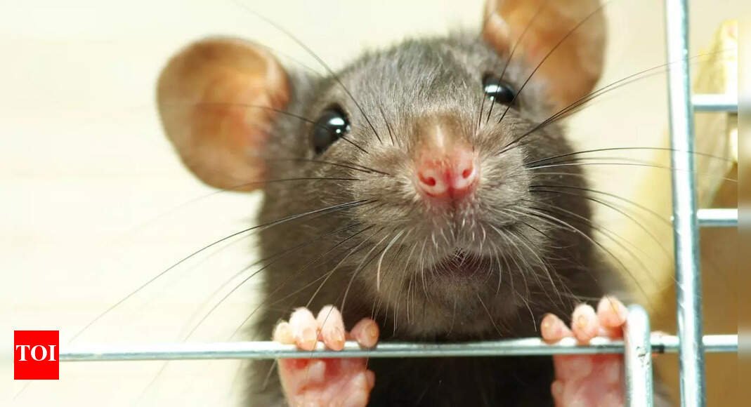 How to keep rats away from your home: 5 proven tips that always work