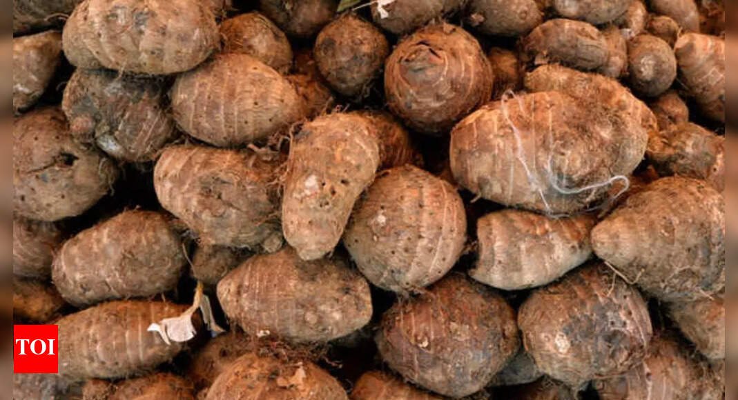 Arbi is the perfect monsoon vegetable for home gardeners: Here’s how you can grow |