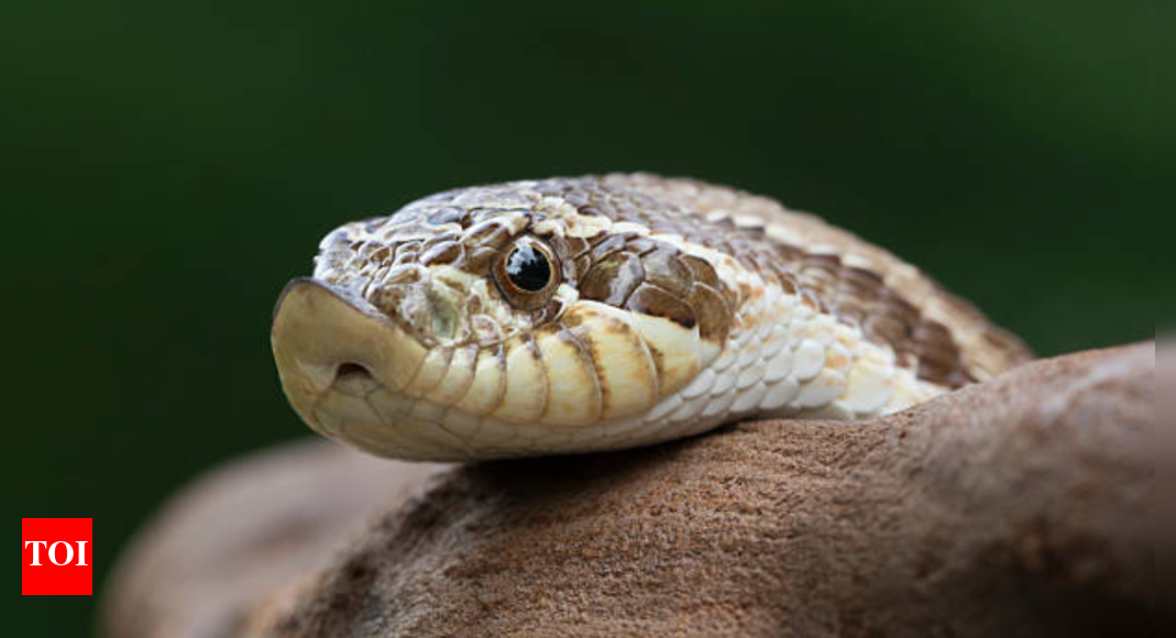 Snakes that pretend to be dead: Nature’s greatest fakers |