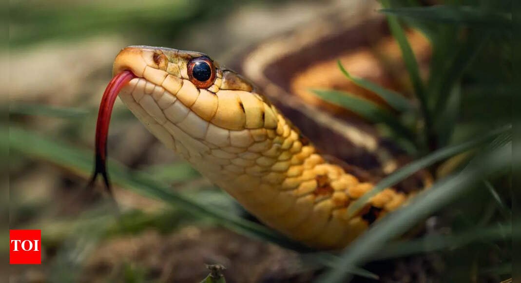 Are snakes slithering into your home? Try these 7 home remedies to stop them today |