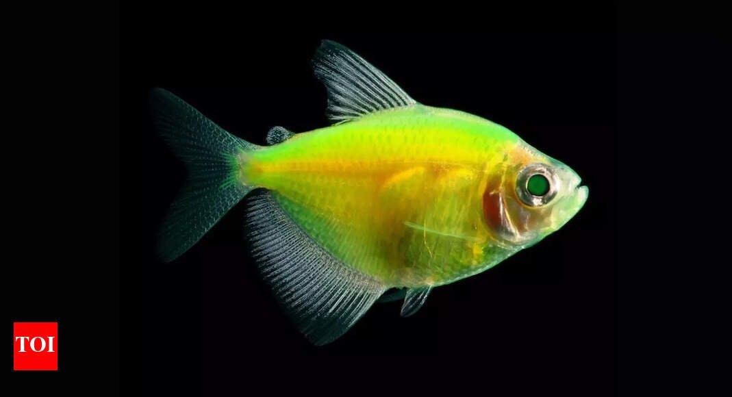 Here’s how fish started glowing over 112 million years ago |