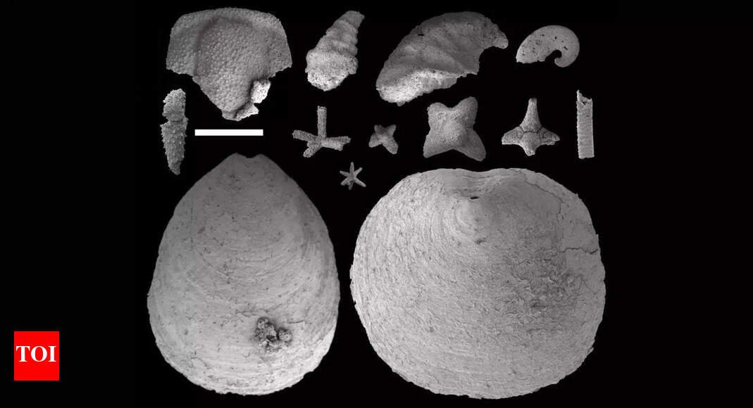 Tiny fossils reveal how water flow shaped the early marine ecosystem |