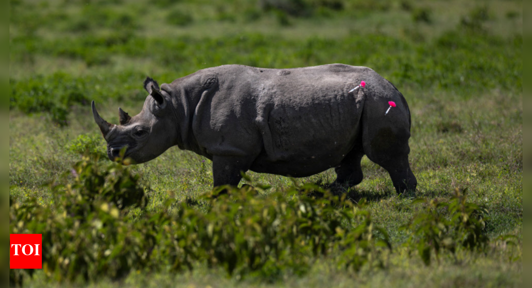 10 endangered black rhinos sent from South Africa to Mozambique