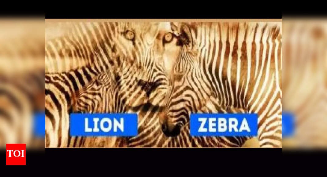 Optical illusion personality test: Lion or zebra? The animal you spot first reveals if you are shy or outgoing