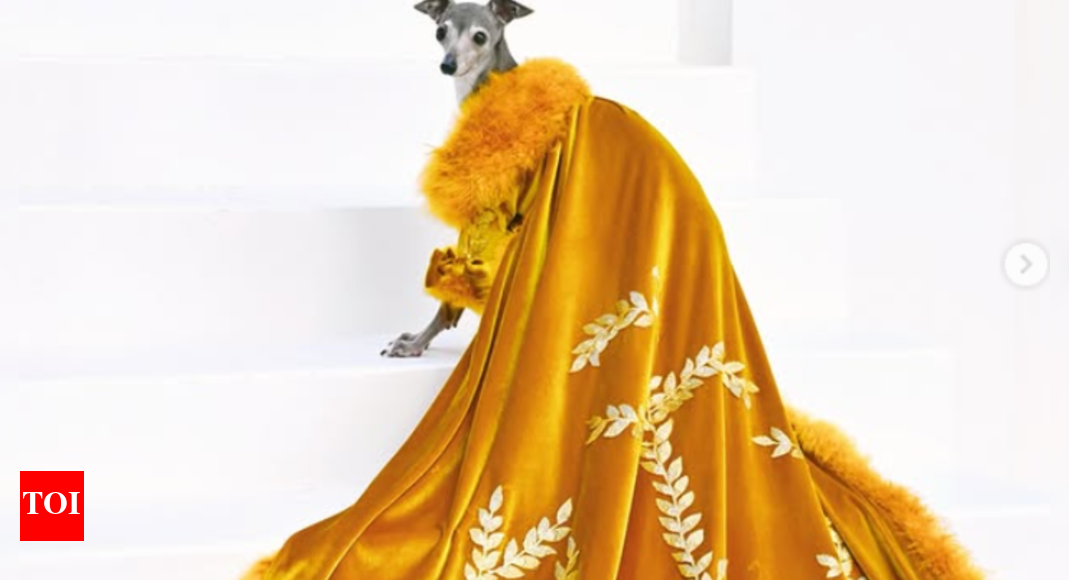 Meet Tika Iggy, who is being considered among the most fashionable dogs in the world