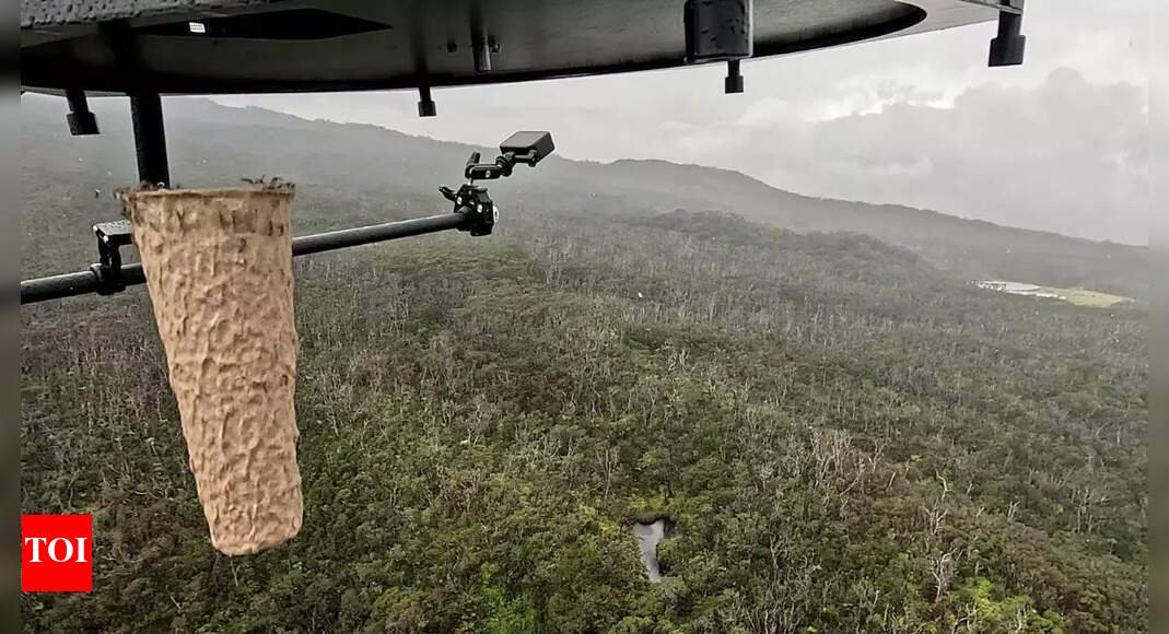 Why are scientists dropping mosquitoes from drones in Hawaii? |