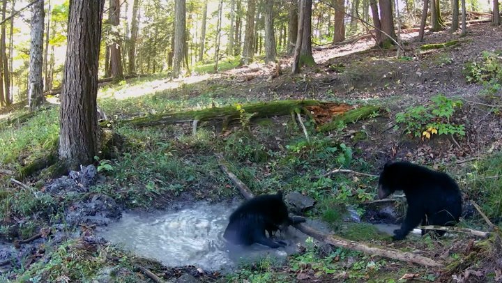 Adorable moment bear cubs playing ‘tag