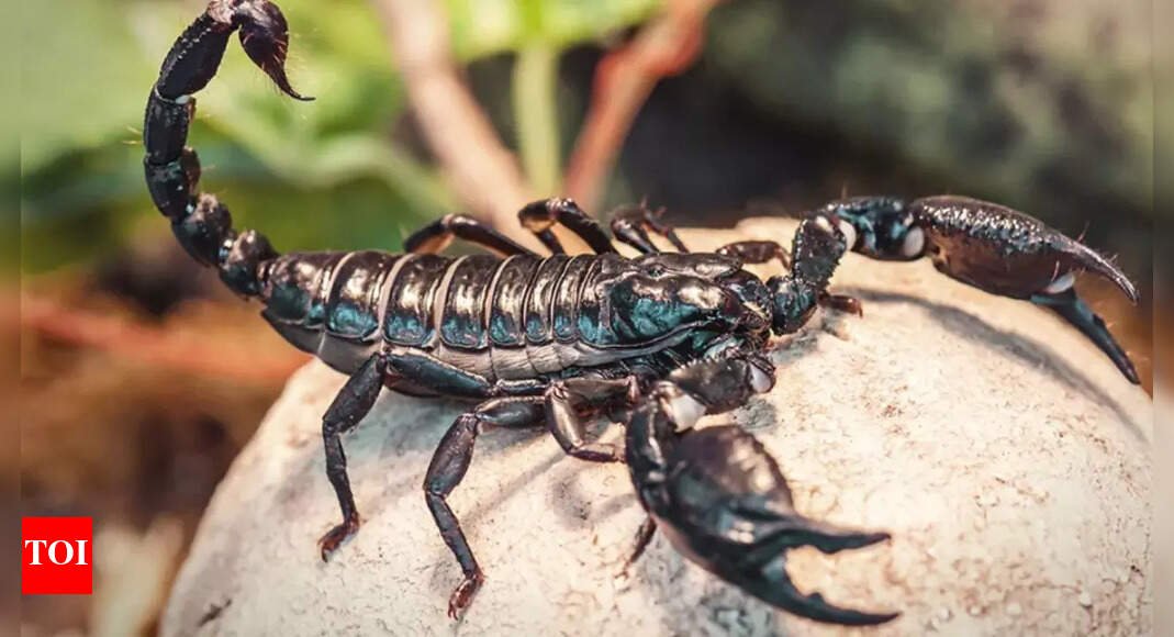 Scorpion venom offers new hope for breast cancer patients: Study |
