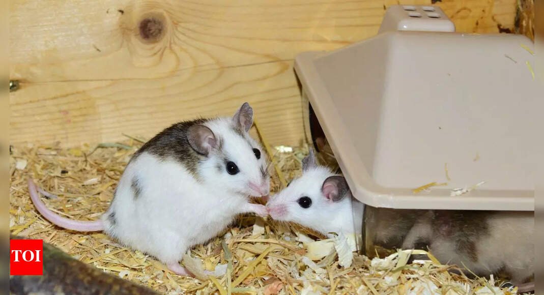 Mice with two fathers? Scientists create fertile mice using DNA from two fathers |