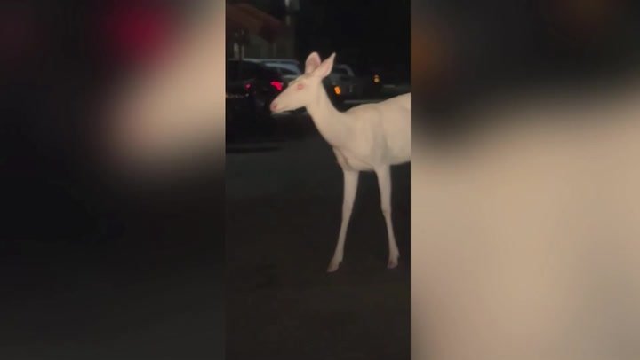 Rare albino deer spotted in Michigan