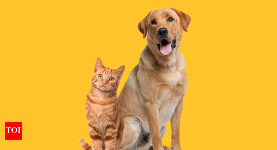 Dogs and cats: Which one’s smarter? The answer might surprise you