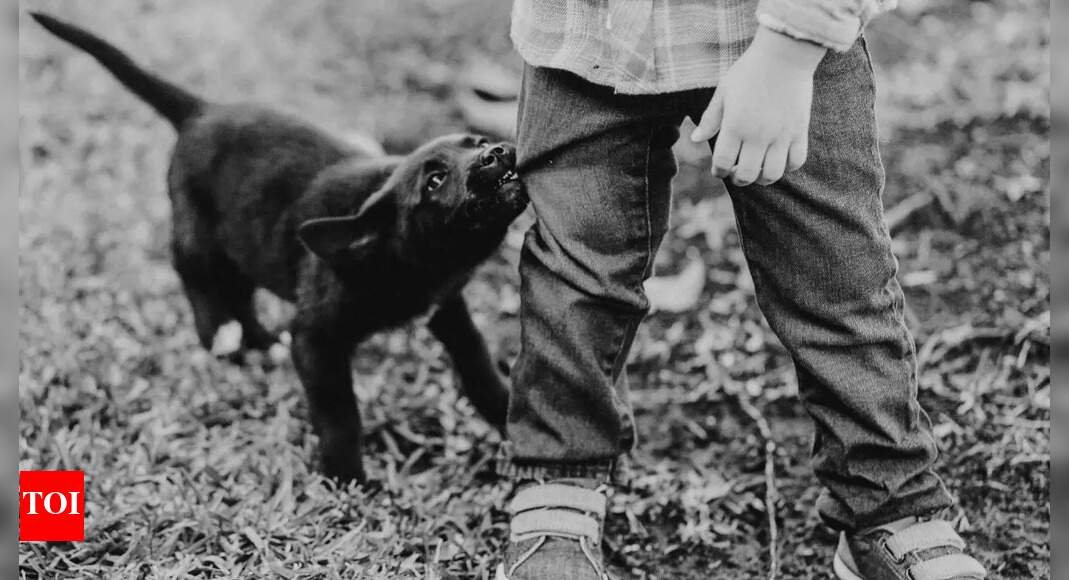 What to do after a dog bite: Essential tips and precautions you can follow |