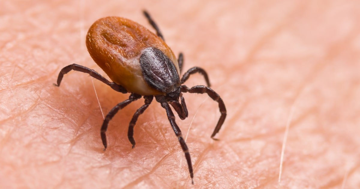 How to protect yourself from ticks year-round