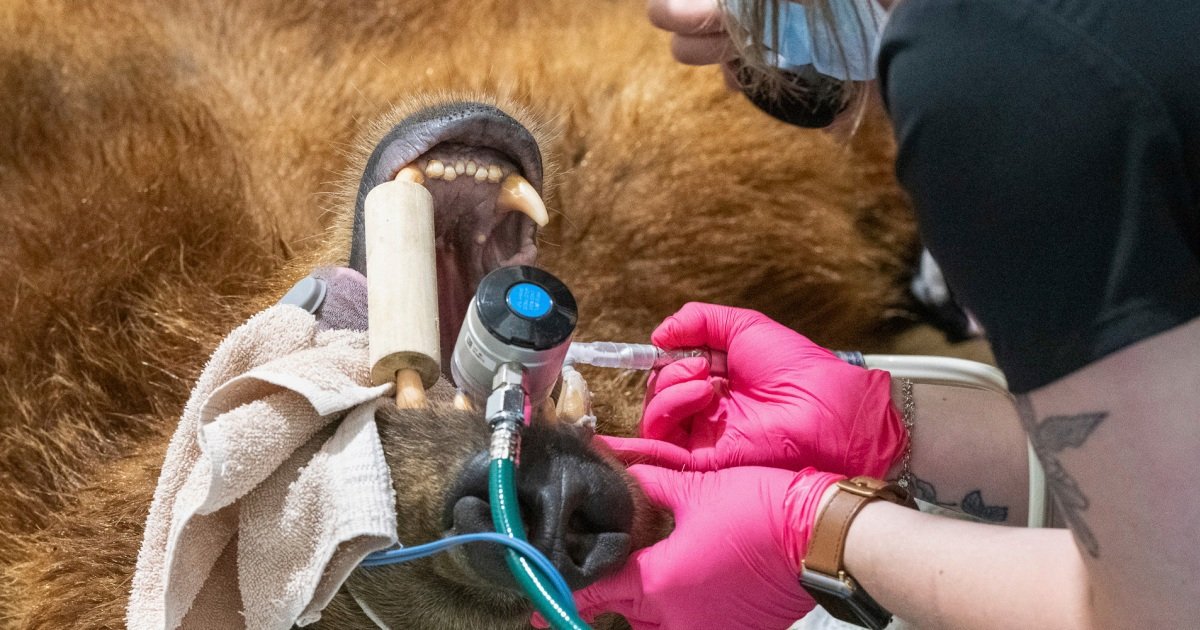 Alaska brown bear has a new, shiny smile after getting a huge metal crown for a canine tooth